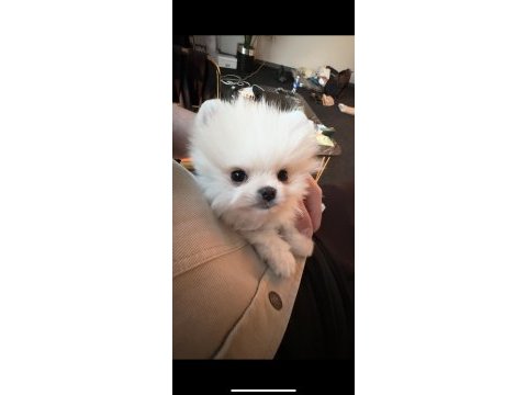 Irk ve sağlık garantili 3 aylık dişi pomeranian boo
