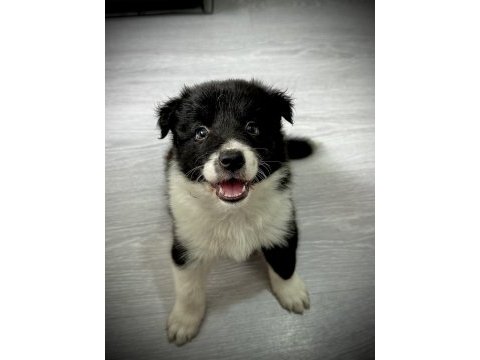 Evde büyüyen kalite kan hattı safkan eğitimli köpekler