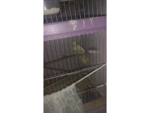 4 adet sultan papağanı