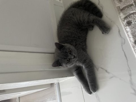 British shorthair 4-5 aylık yavru kedimiz