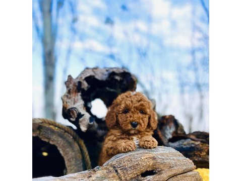 Harika güzellikte toy poodle yavrular
