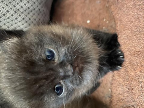 0-3 aylık british longhair
