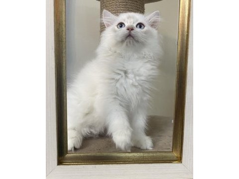 Saf kan british longhair