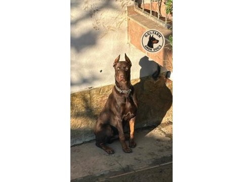 Doberman european
