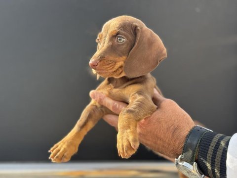 Petmode köpek çiftliğinde ziyarete açık dachshund