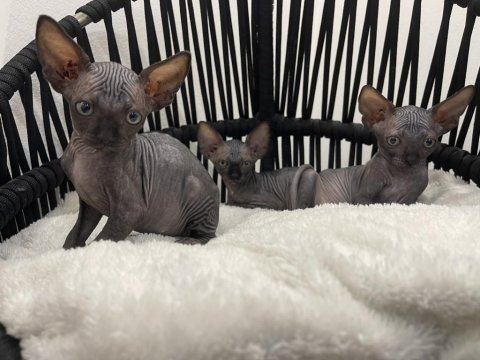 Sphynx sfenks tüysüz dişi erkek yavruları