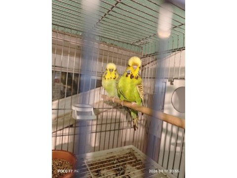 Show jumbo takım muhabbet kuşu