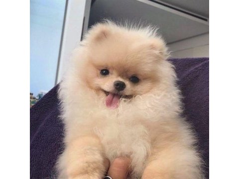 Pomeranian boo yavrular