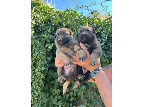 Birinci sınıf belçika malinois yavrular