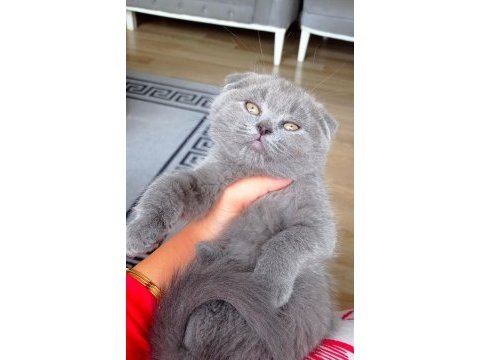 Çok oyuncu kucak seven scottish fold