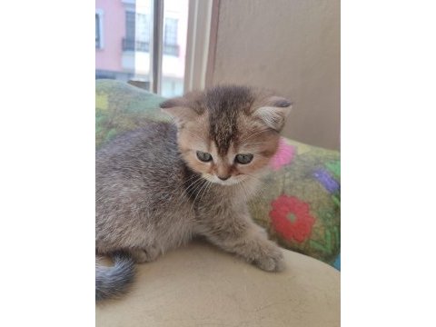 Golden tabby 2 aylık yavru kedimiz