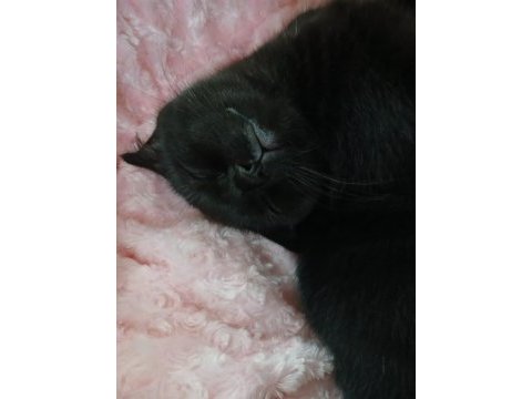 Sevgı yumagı scottish fold bebegım