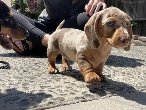 Merle dacshund en özel renk bebekler