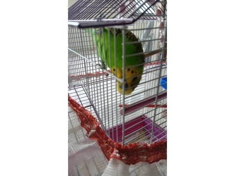 Erkek muhabbet kuşu