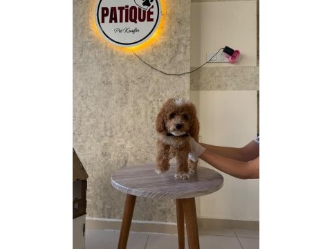 Premium toy poodle yavruları