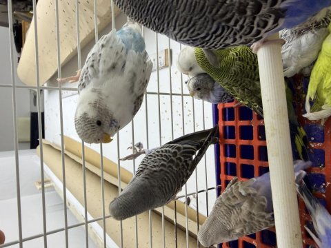 Yavru muhabbet kuşları