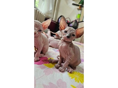 Canadian sphynx yavrular