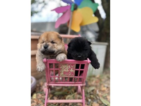 Chow chow (çin aslanı) yavrularımız