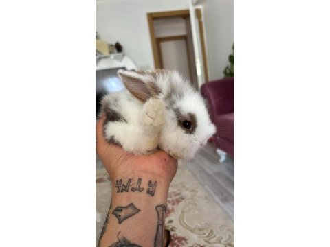 1.5 aylık hollanda lop tavşanı