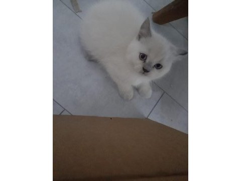 Erkek blue point kedimiz