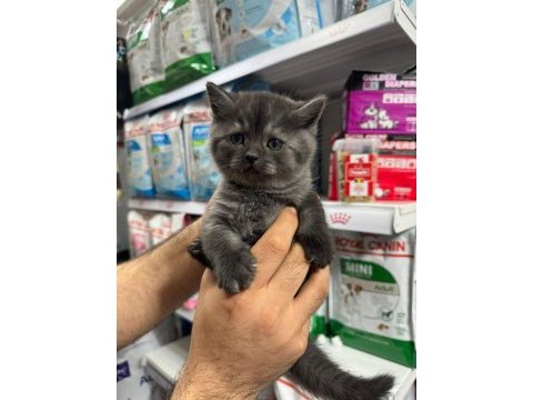 British shorthair yavrularımız teslime hazır