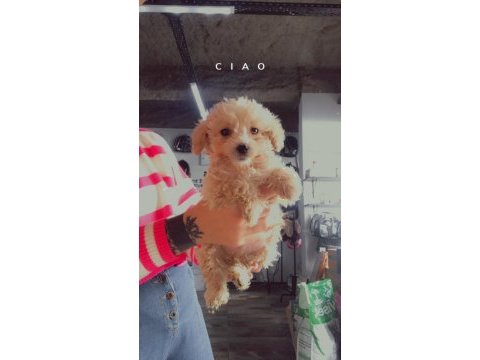 Maltipoo oğullarıma yuva arıyorum