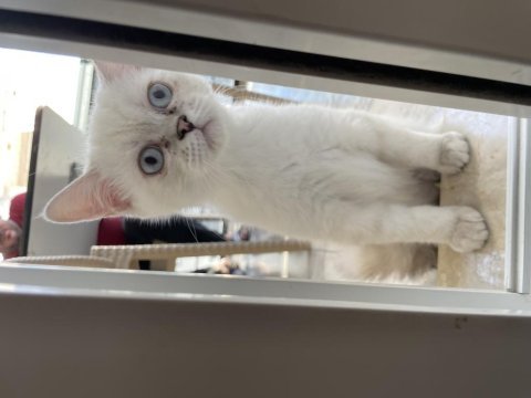 1 aylık british shorthair özel kediler