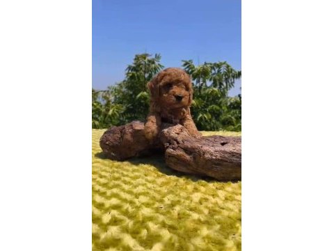 Toy poodle yavru köpeklerimiz