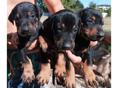 Doberman yavrularımız