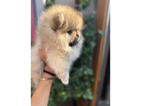 Pomeranian boo köpeğimiz