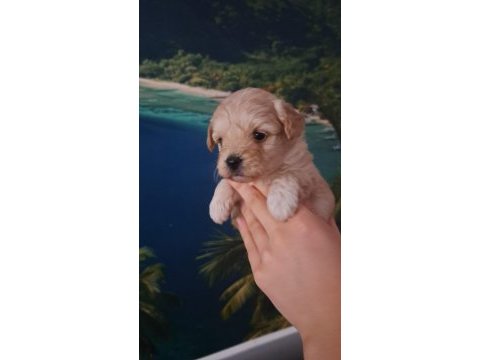 Sevimli maltipoo