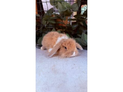 Safkan hollanda lop ve cüce tavşan yavrular