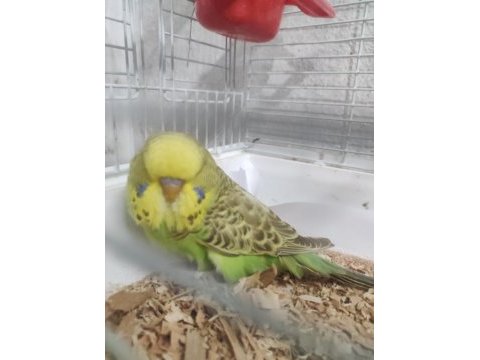 Yeni yeme düşen erkek yavru show jumbo muhabbet kuşu