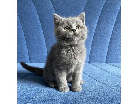 Dünya tatlısı british shorthair bebekler