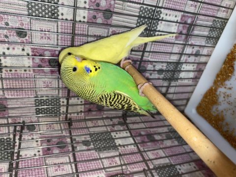 Güzel a sınıf çek muhabbet kuşu yavruları