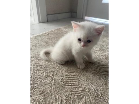 2 aylık british shorthair beyaz