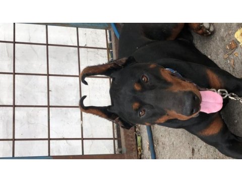 Orjinal doberman