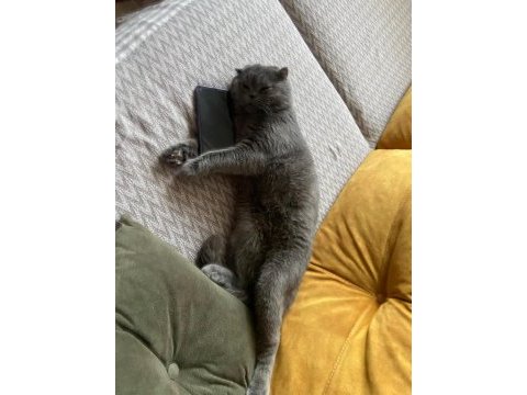 1 yaşında erkek scottish fold erbaadadır aşıları tam