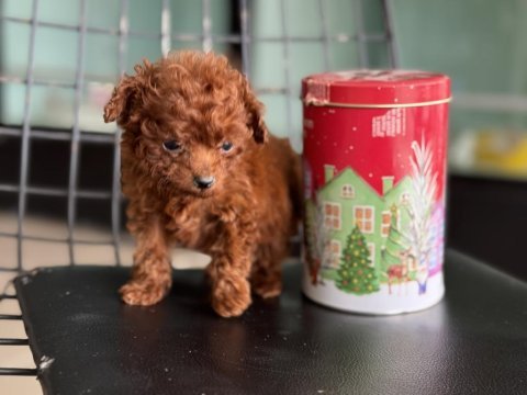 Çok özel redbrown kore tea cup poodle yavrular