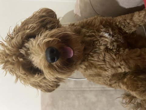9 aylık erkek poodle