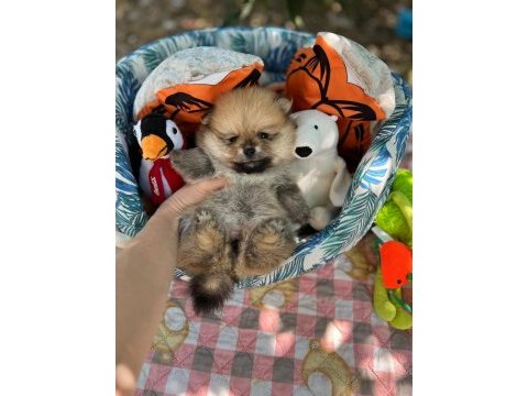 Harika pomeranian yavru