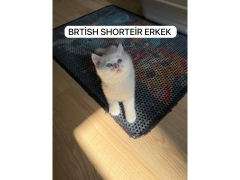 Süt beyaz british paşam hazır