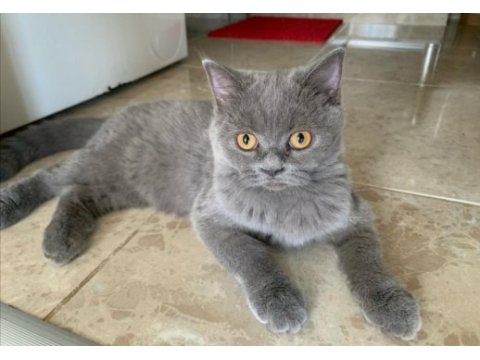 Scottish straight shorthair kediler