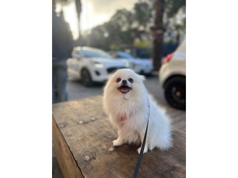 Eğitimli ırk ve sağlık garantili tea cup pomeranian