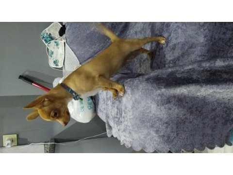 3 aylık eğitimli chihuahua