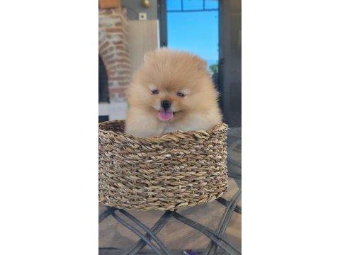 Pomeranian boo sağlıklı köpeğimiz