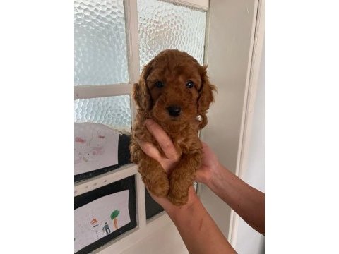 Red brown poodle yavrularim orijinal