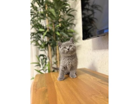 Brıtısh shorthair gri yavrularım 