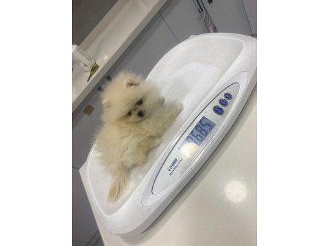 Pomeranian boo erkek