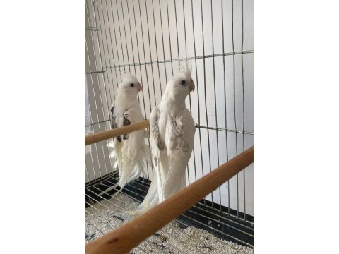 Heawy zincir desen kanat sultan papağanı